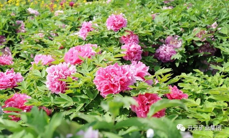開(kāi)元恭迎八方客，盛情盡在迪尼斯